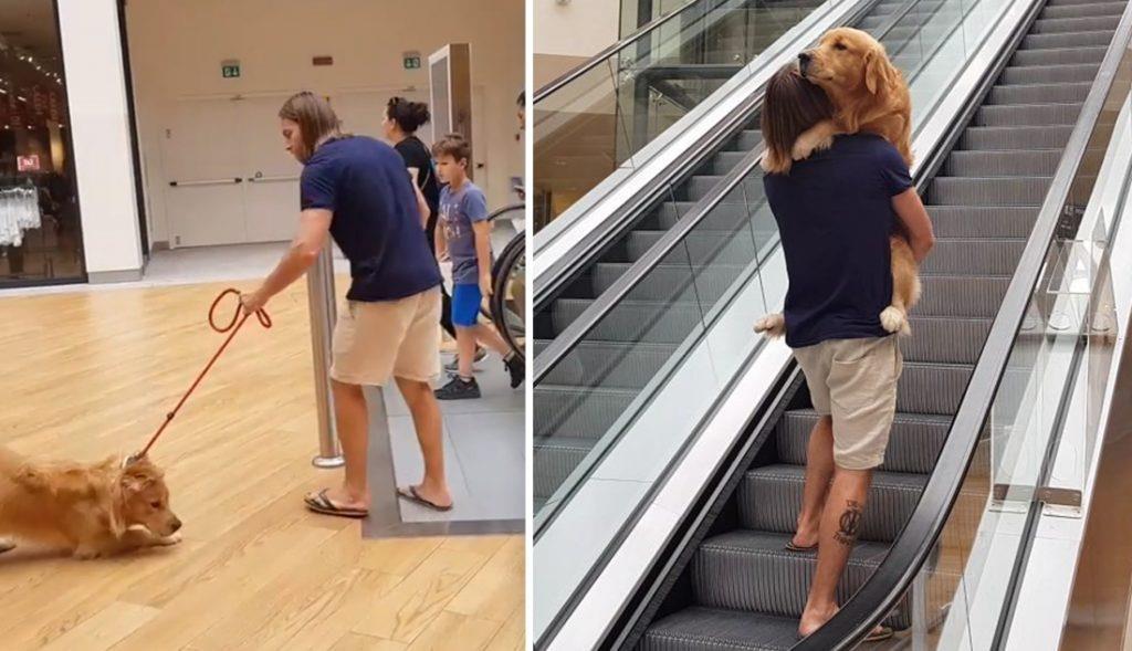 Hund hat Angst vor der Rolltreppe Besitzer weiß sofort, was zu tun ist