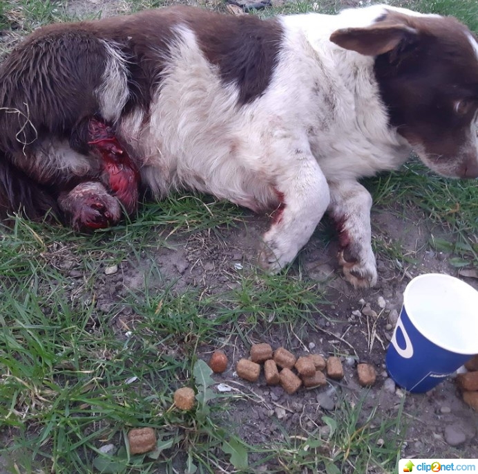 Tierquäler hackten Hund die Hinterbeine ab &amp; warfen ihn in Graben
