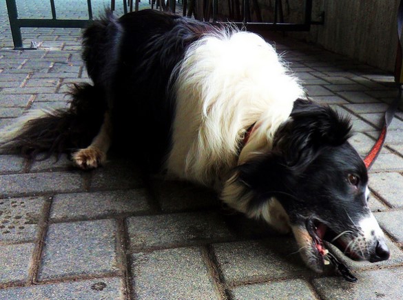 Die Leute sind entsetzt, wie die Frau ihren Hund behandelt. Aber als