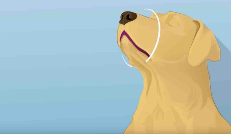 Video Hundeleben in sechs Schritten retten.