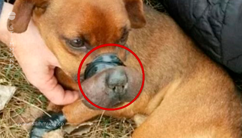 Der Hund wurde auf einem Feld gefunden. Seine Beine und sein Mund waren