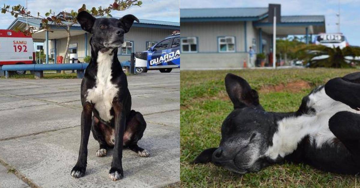 Der Hund wartet vor dem Krankenhaus auf seinen toten Besitzer. 8 Monate