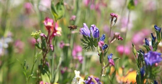 So Gelingt Die Wildblumenwiese Im Eigenen Garten