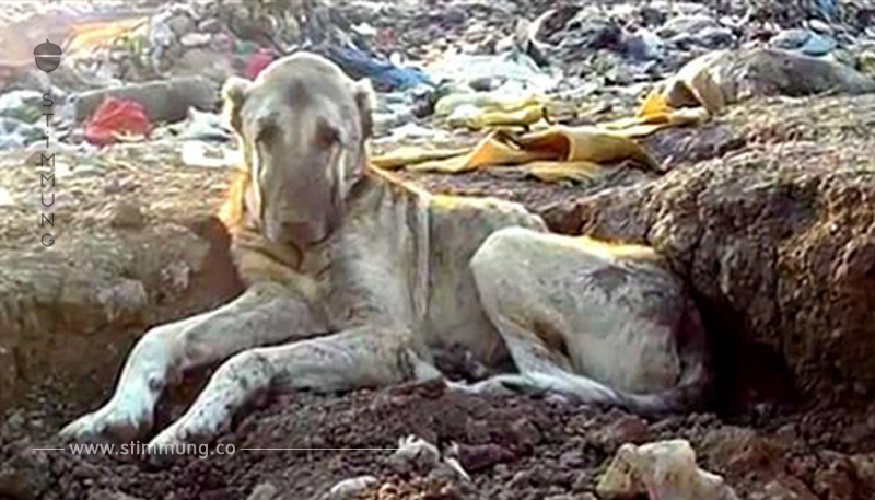 Ausgesetzter Hund wird von Rettern in einer Mülldeponie entdeckt, an