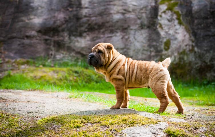 Rasseportrait Shar Pei: Der chinesische Faltenhund