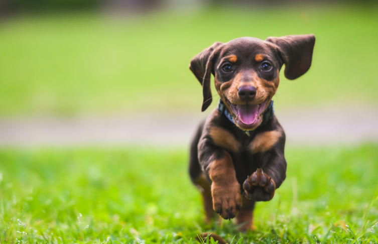 Welche Versicherungen Braucht Mein Hund?